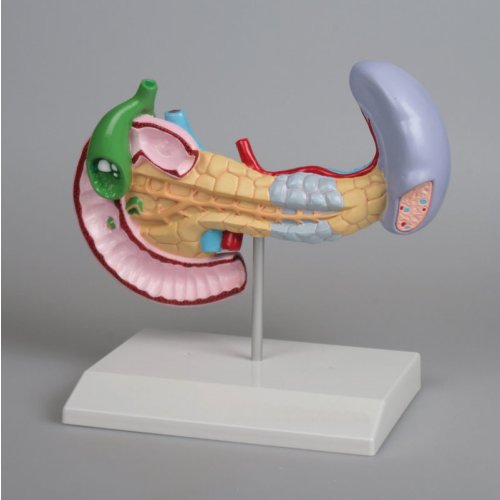 Diseases of pancreas, spleen, gall bladder model