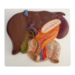 Liver model with gall bladder, pancreas and duodenum